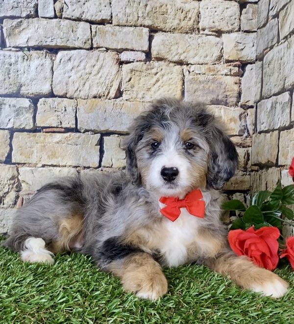Mr. Milo the Mini-Bernedoodle - Image 5