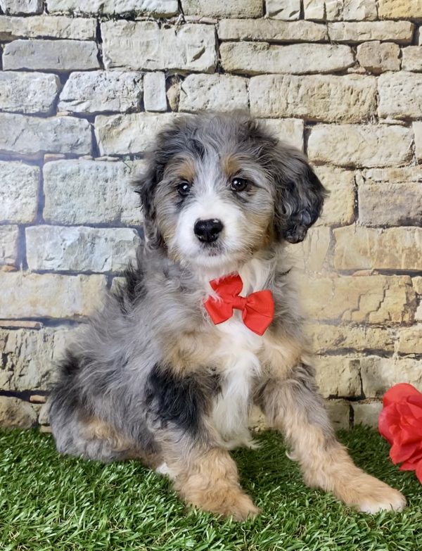 Mr. Milo the Mini-Bernedoodle puppy