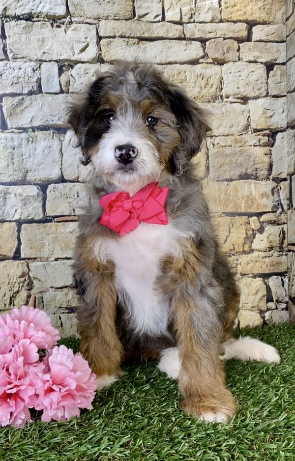 Ms. Maci the Mini-Bernedoodle - Image 2