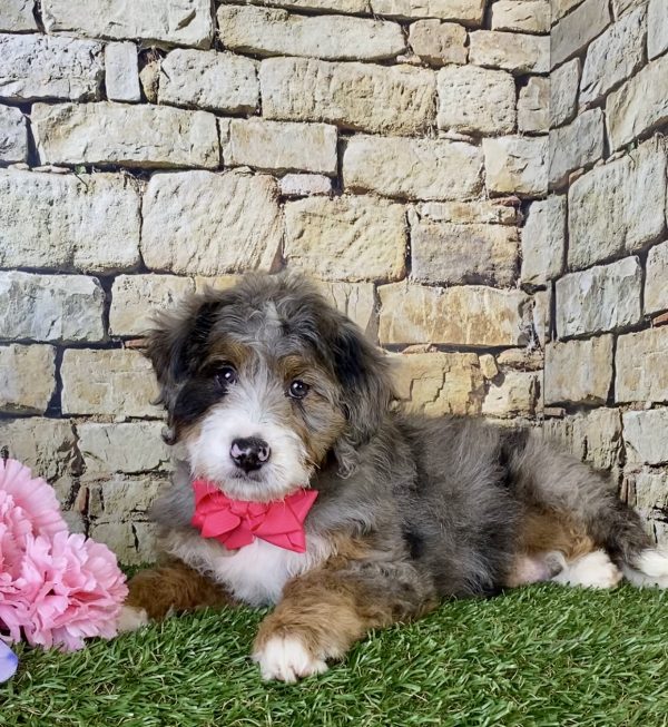 Ms. Maci the Mini-Bernedoodle - Image 3