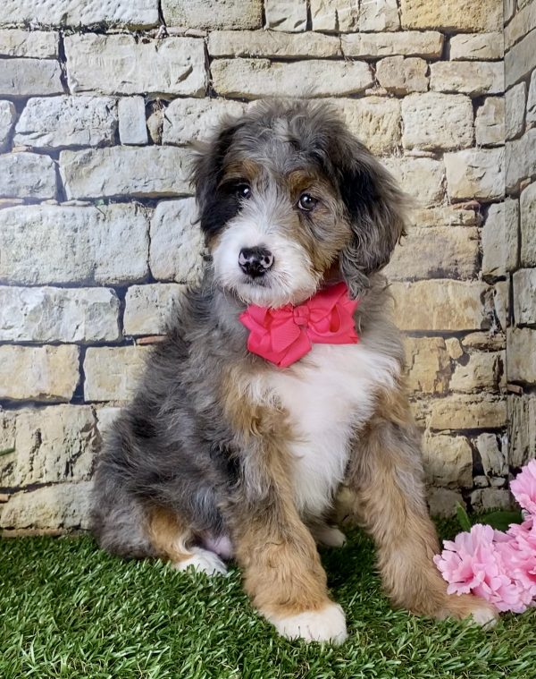 Ms. Maci the Mini-Bernedoodle - Image 4