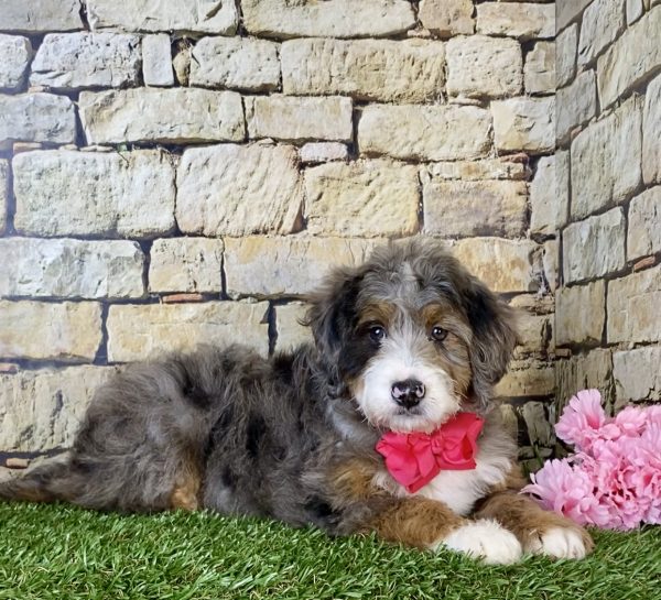 Ms. Maci the Mini-Bernedoodle - Image 5