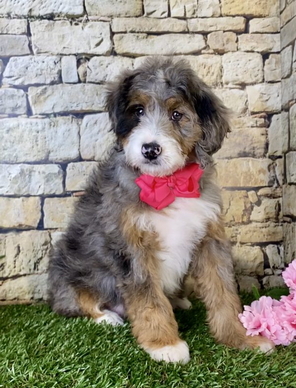 Ms. Maci the Mini-Bernedoodle puppy