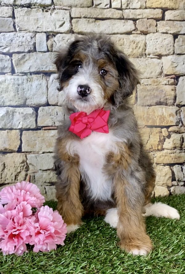 Ms. Maci the Mini-Bernedoodle - Image 6