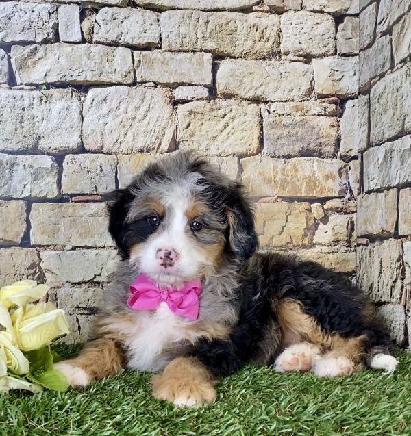 Ms. Mia the Mini-Bernedoodle puppy
