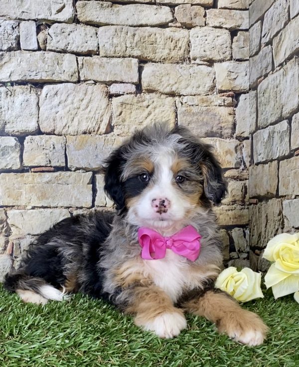 Ms. Mia the Mini-Bernedoodle - Image 3