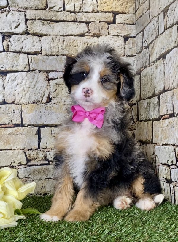 Ms. Mia the Mini-Bernedoodle - Image 6