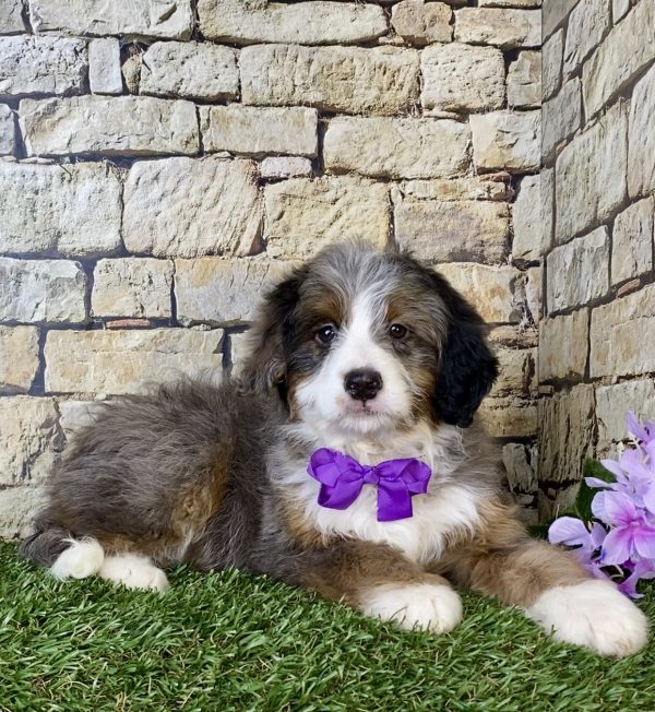Ms. Madison the Mini-Bernedoodle - Image 2