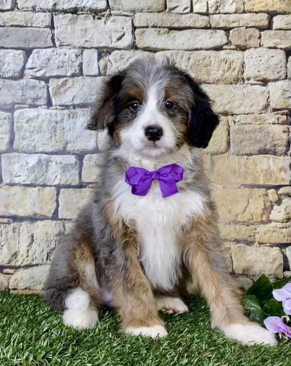 Ms. Madison the Mini-Bernedoodle - Image 3