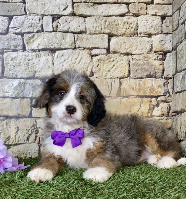 Ms. Madison the Mini-Bernedoodle - Image 4