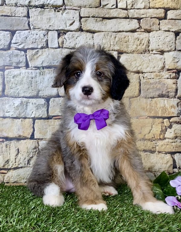 Ms. Madison the Mini-Bernedoodle - Image 5