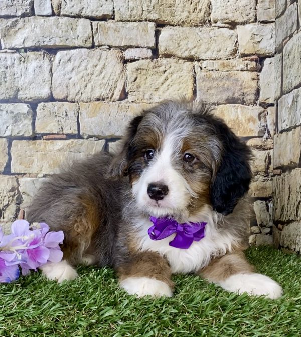 Ms. Madison the Mini-Bernedoodle puppy