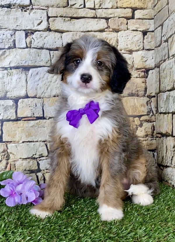 Ms. Madison the Mini-Bernedoodle - Image 6