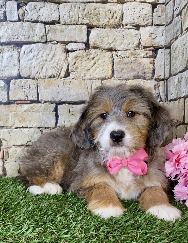 Ms. Mocha the Mini-Bernedoodle - Image 2