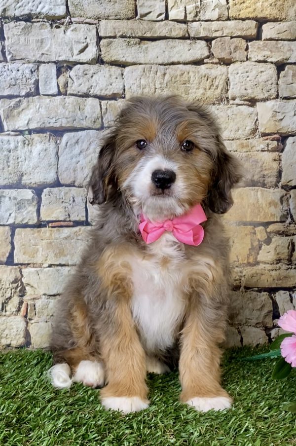 Ms. Mocha the Mini-Bernedoodle puppy