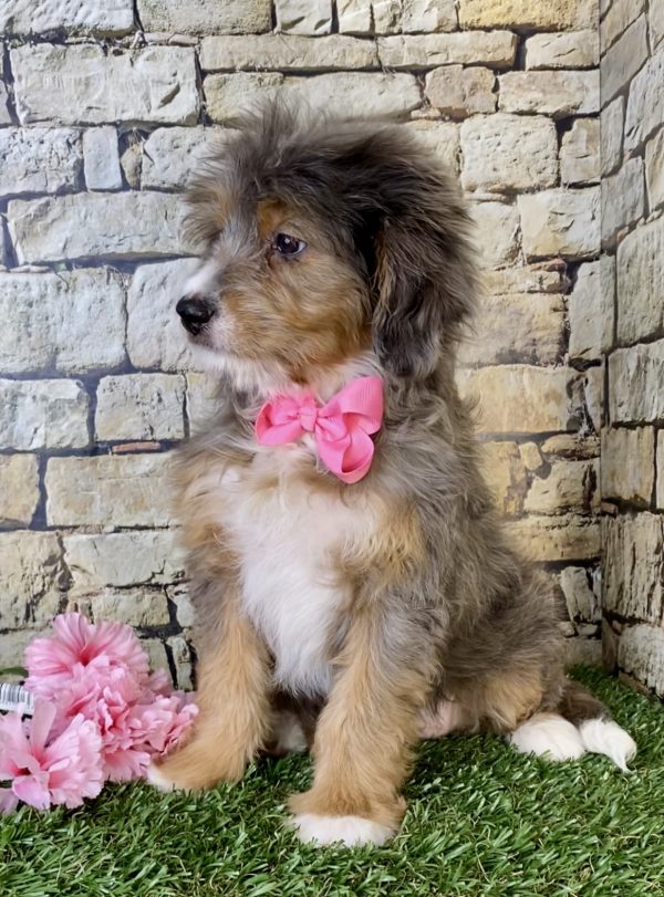 Ms. Mocha the Mini-Bernedoodle - Image 3