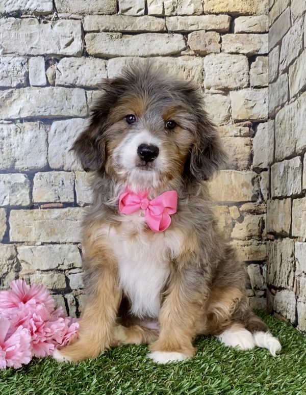 Ms. Mocha the Mini-Bernedoodle - Image 4
