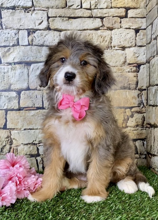 Ms. Mocha the Mini-Bernedoodle - Image 5
