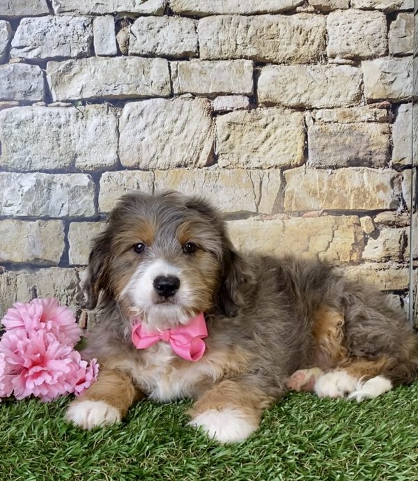 Ms. Mocha the Mini-Bernedoodle - Image 6