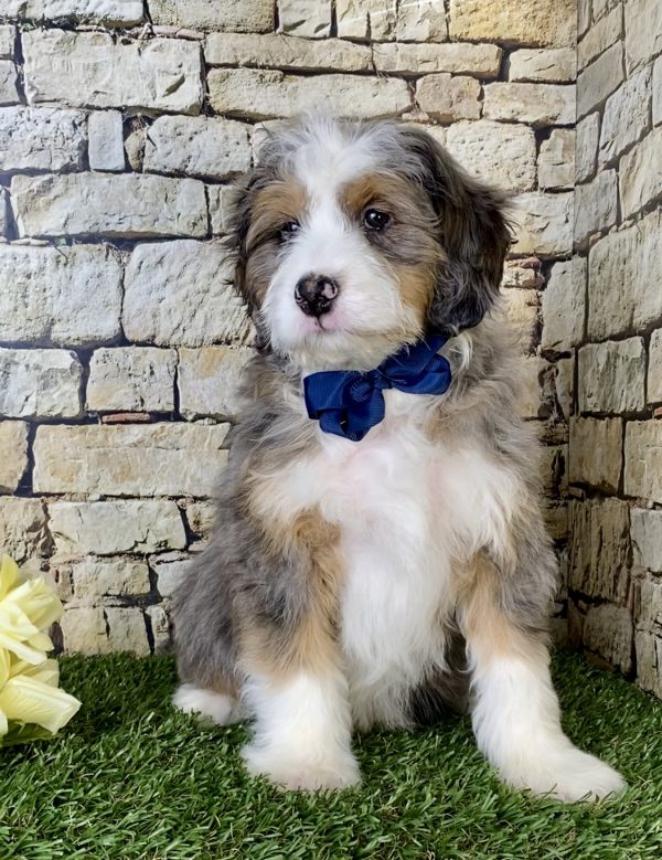 Mr. Max the Mini-Bernedoodle - Image 2