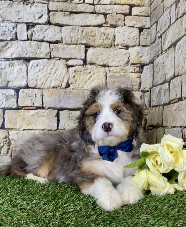 Mr. Max the Mini-Bernedoodle - Image 3