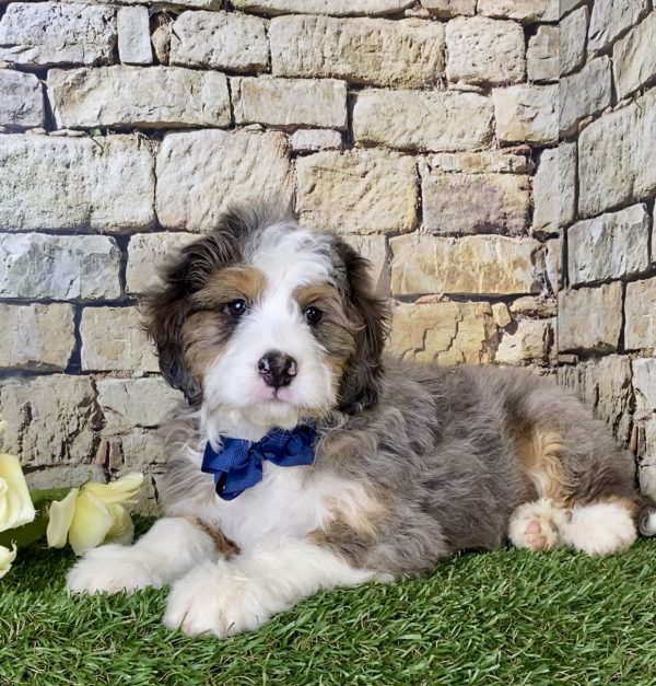 Mr. Max the Mini-Bernedoodle puppy