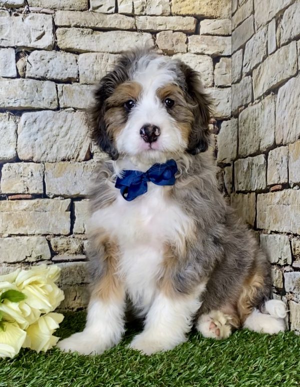 Mr. Max the Mini-Bernedoodle - Image 4