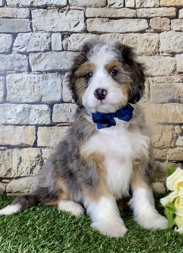 Mr. Max the Mini-Bernedoodle - Image 5