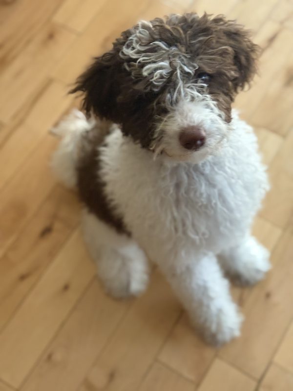 Mr. Bernie the F1B Mini-Bernedoodle (House Trained) puppy