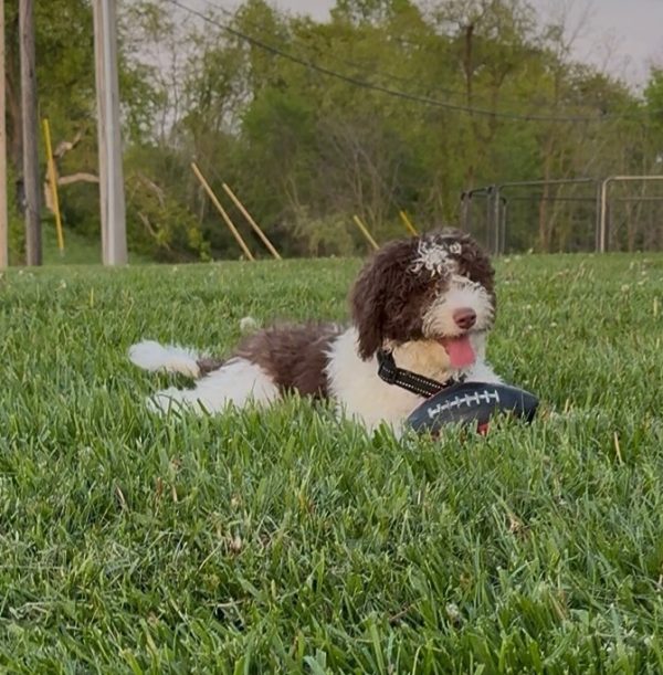 Mr. Bernie the F1B Mini-Bernedoodle (House Trained) - Image 3