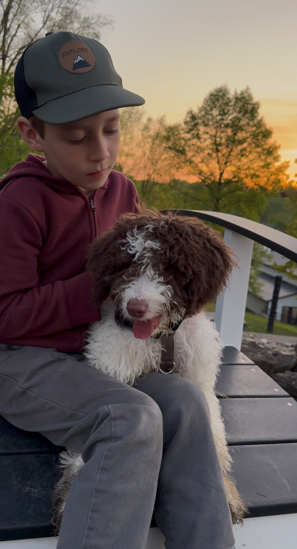Mr. Bernie the F1B Mini-Bernedoodle (House Trained) - Image 4