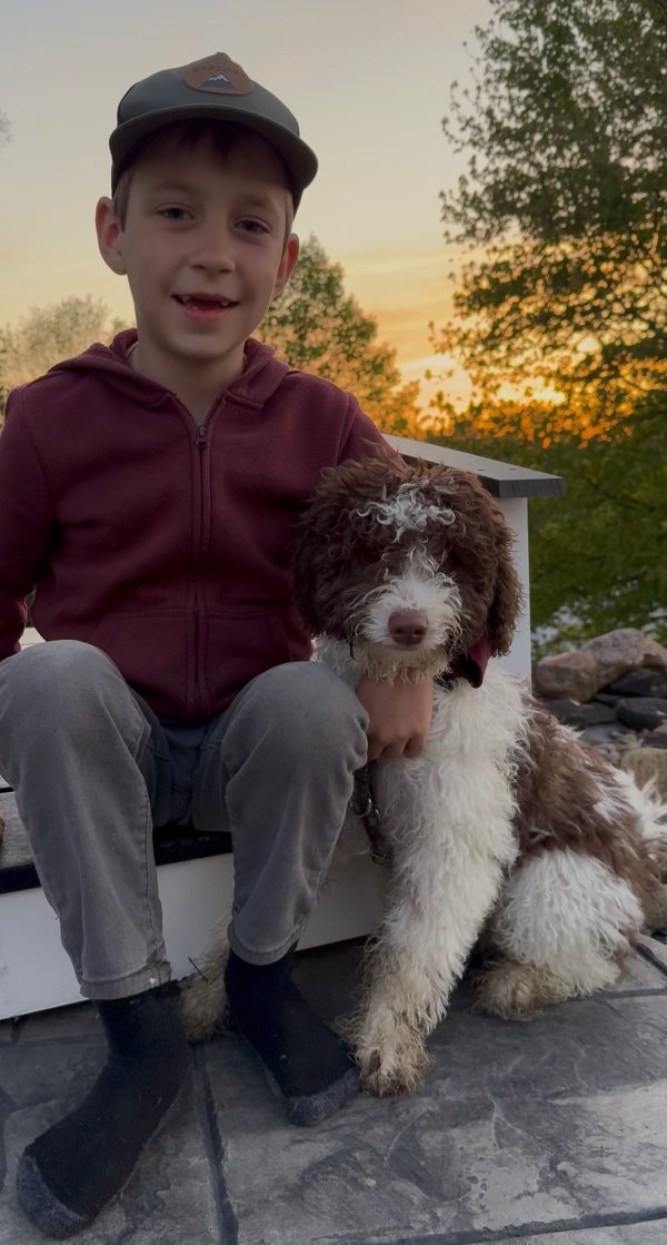 Mr. Bernie the F1B Mini-Bernedoodle (House Trained) - Image 5