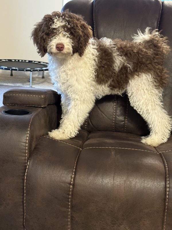 Mr. Bernie the F1B Mini-Bernedoodle (House Trained) - Image 9