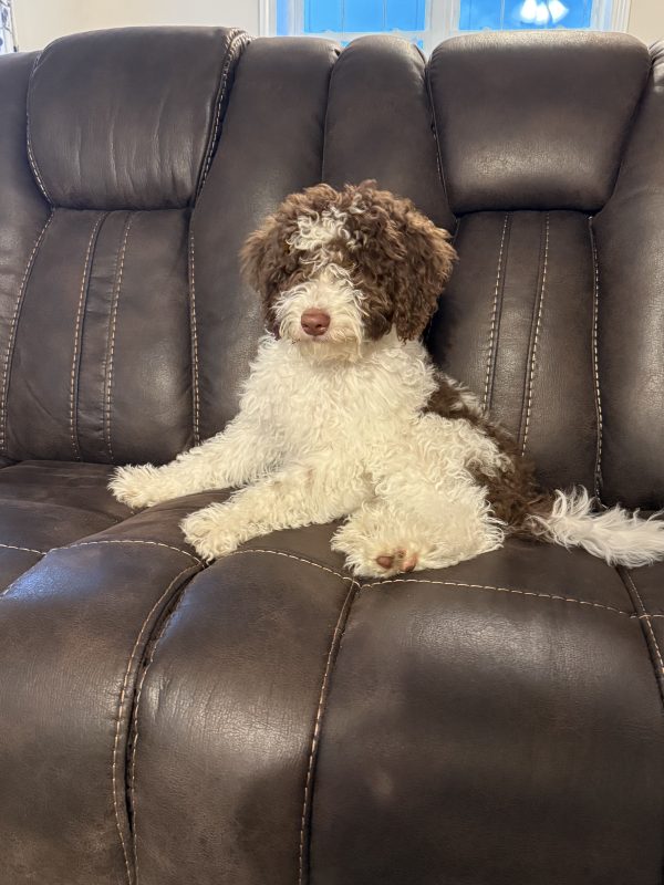 Mr. Bernie the F1B Mini-Bernedoodle (House Trained) - Image 10