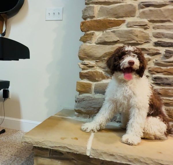 Mr. Bernie the F1B Mini-Bernedoodle (House Trained) - Image 6