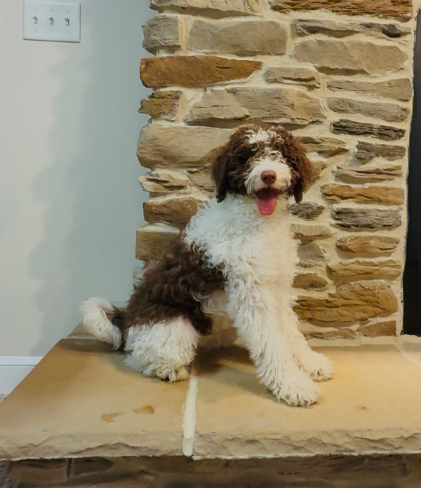 Mr. Bernie the F1B Mini-Bernedoodle (House Trained) - Image 7