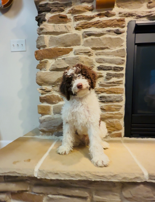 Mr. Bernie the F1B Mini-Bernedoodle (House Trained) - Image 8