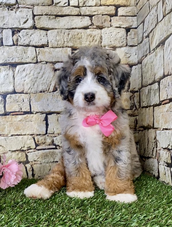 Ms. Ranea the Mini-Bernedoodle puppy