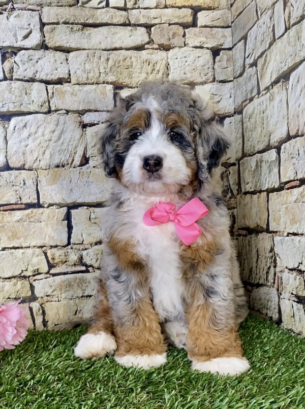 Ms. Ranea the Mini-Bernedoodle - Image 6