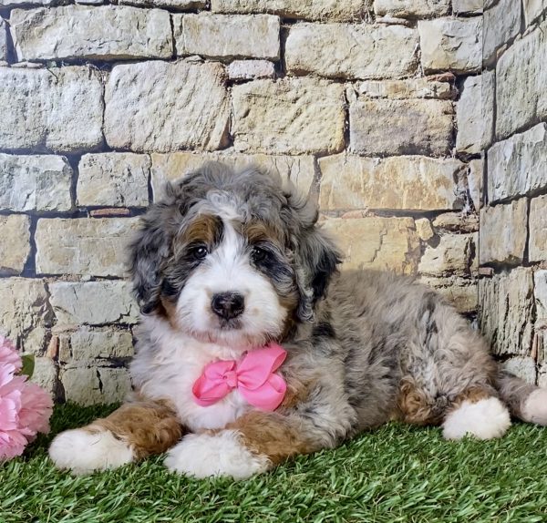 Ms. Ranea the Mini-Bernedoodle - Image 5