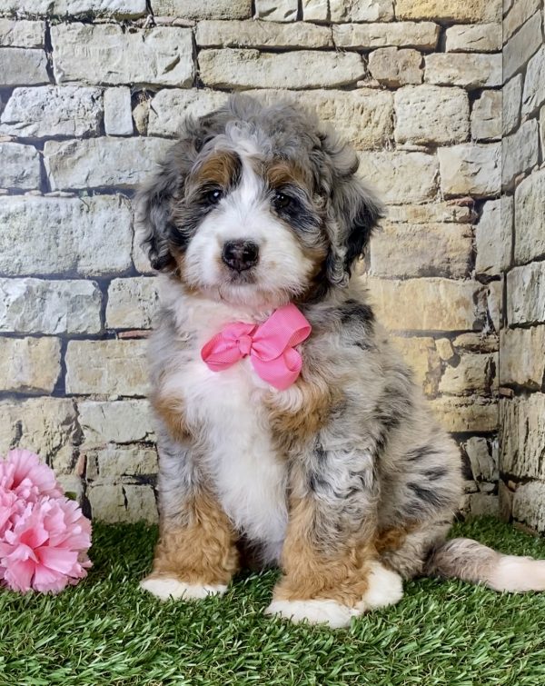 Ms. Ranea the Mini-Bernedoodle - Image 4