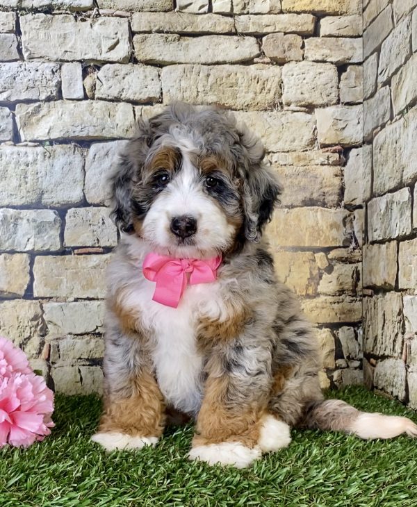 Ms. Ranea the Mini-Bernedoodle - Image 3