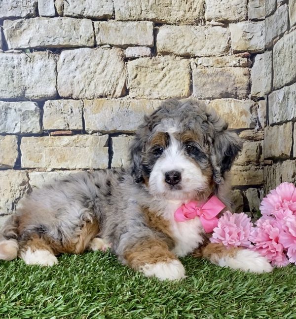 Ms. Ranea the Mini-Bernedoodle - Image 2