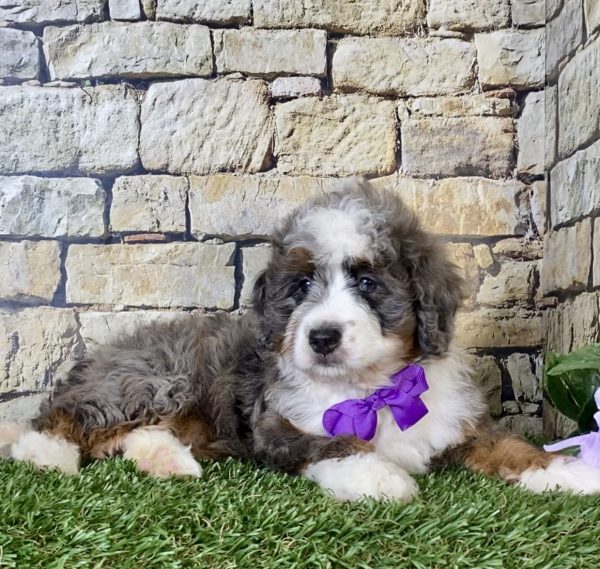 Ms. Regina the Mini-Bernedoodle - Image 2