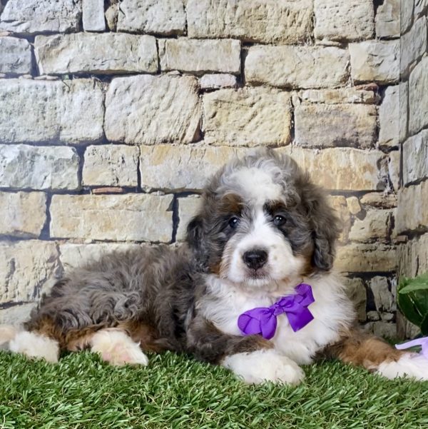 Ms. Regina the Mini-Bernedoodle - Image 3