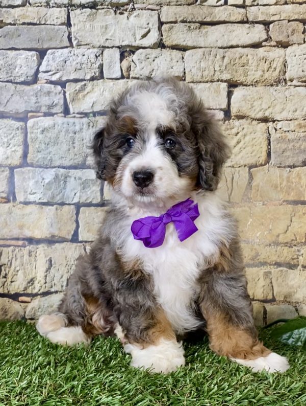 Ms. Regina the Mini-Bernedoodle - Image 4
