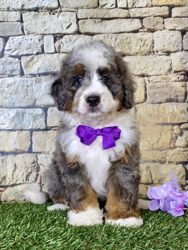 Ms. Regina the Mini-Bernedoodle - Image 5