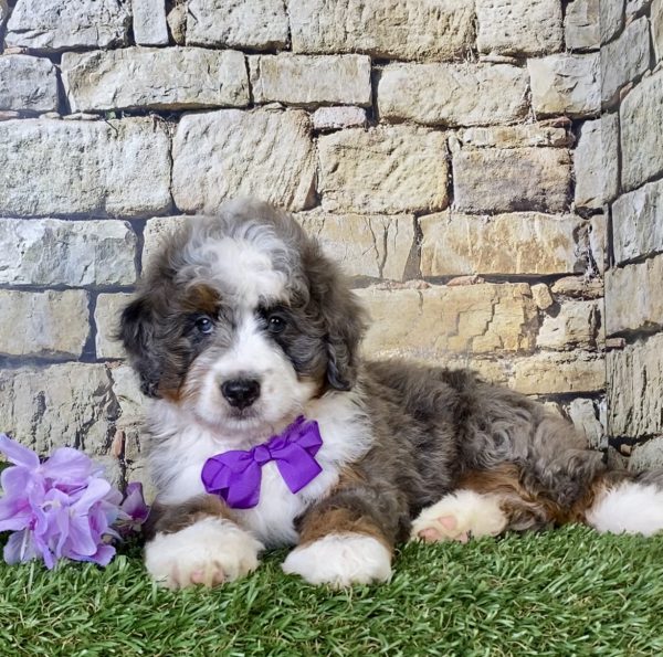 Ms. Regina the Mini-Bernedoodle - Image 6