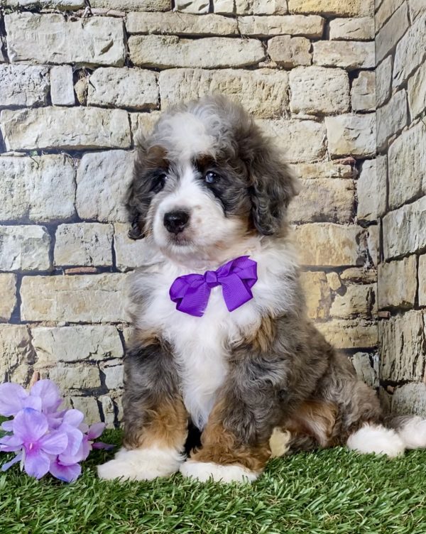 Ms. Regina the Mini-Bernedoodle puppy