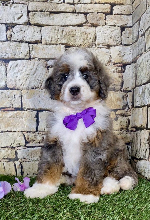 Ms. Regina the Mini-Bernedoodle - Image 7